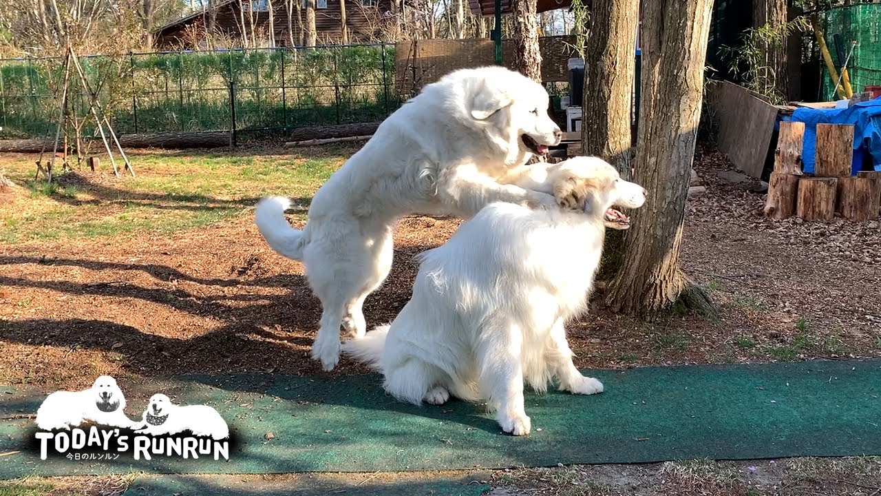 絶対に負けないルンルンと絶対に勝たないアラン　Great Pyrenees　グレートピレニーズ