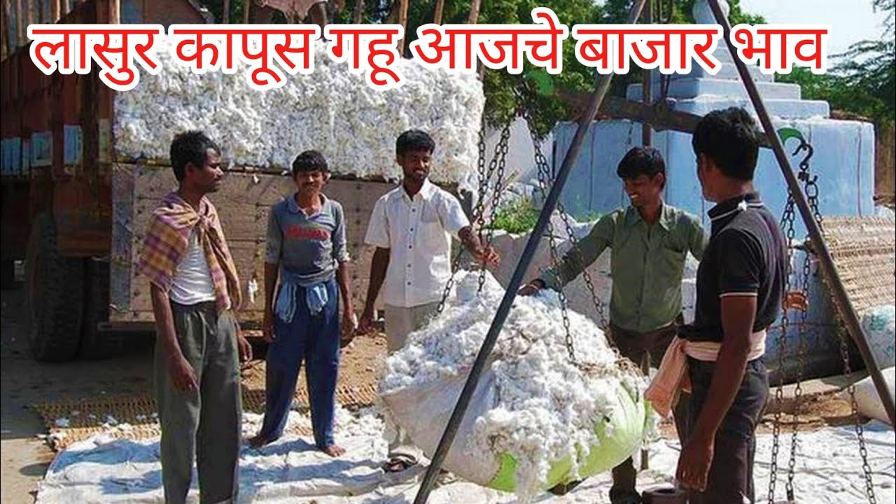 लासुर आजचे कापसाचे बाजार भाव|महाराष्ट्राचे आजचे कापसाचे बाजार|आजचे गव्हाचे बाजार भाव|आजचा हरभराबाजार
