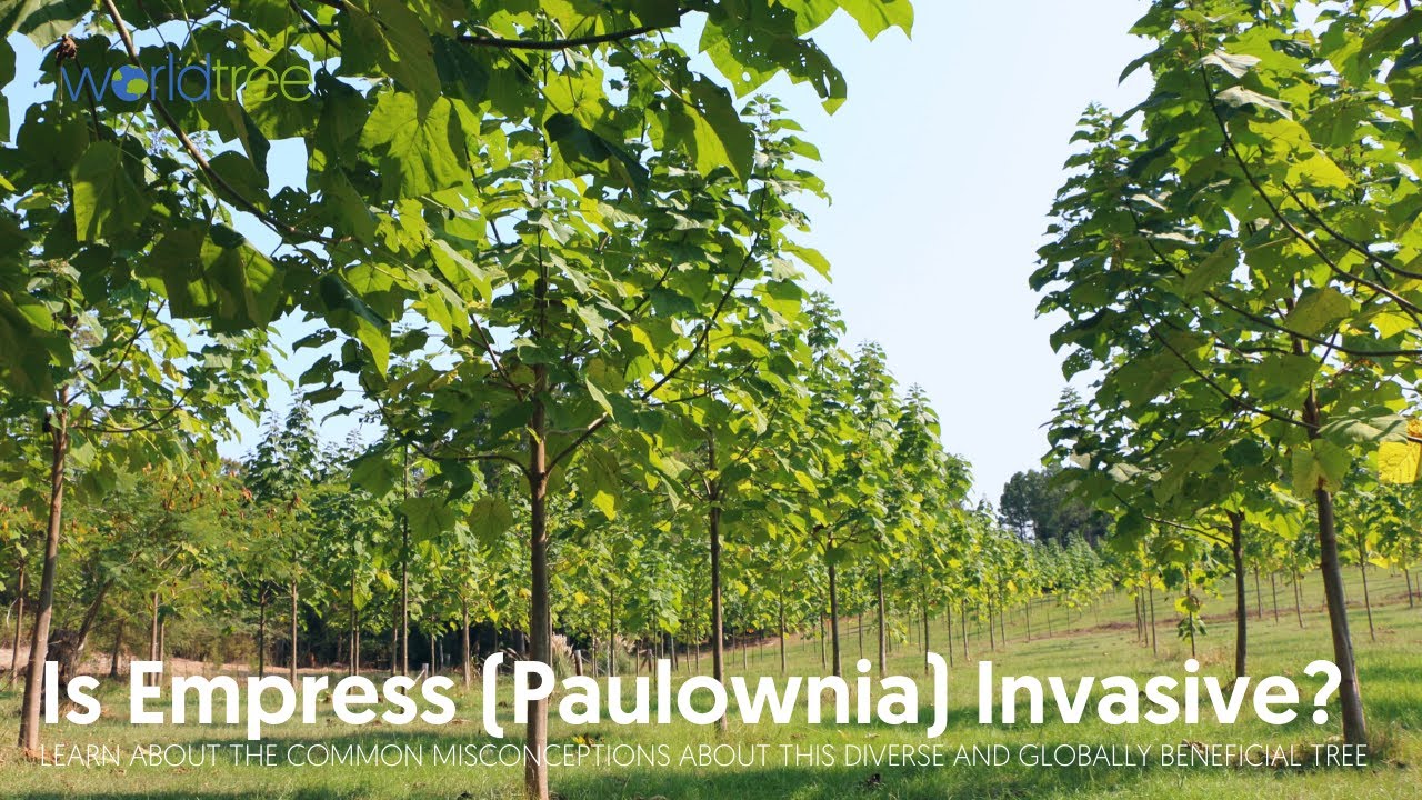 Is Empress (Paulownia) invasive?