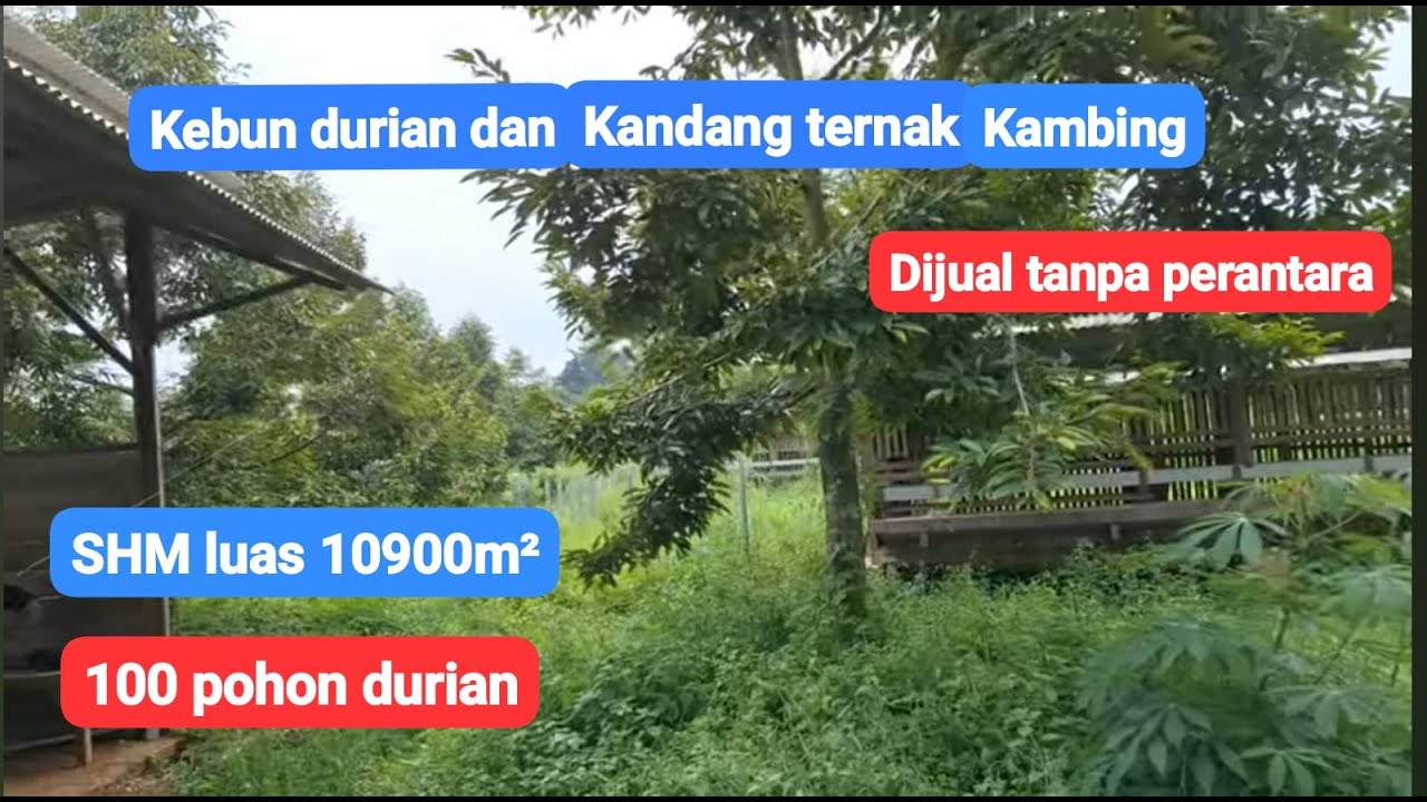 Dijual tanpa perantara. Kebun durian dan kandang ternak domba. lokasi kandeman batang jateng.