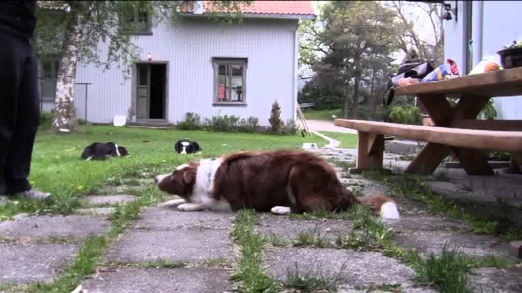 Lazy Sunday triks