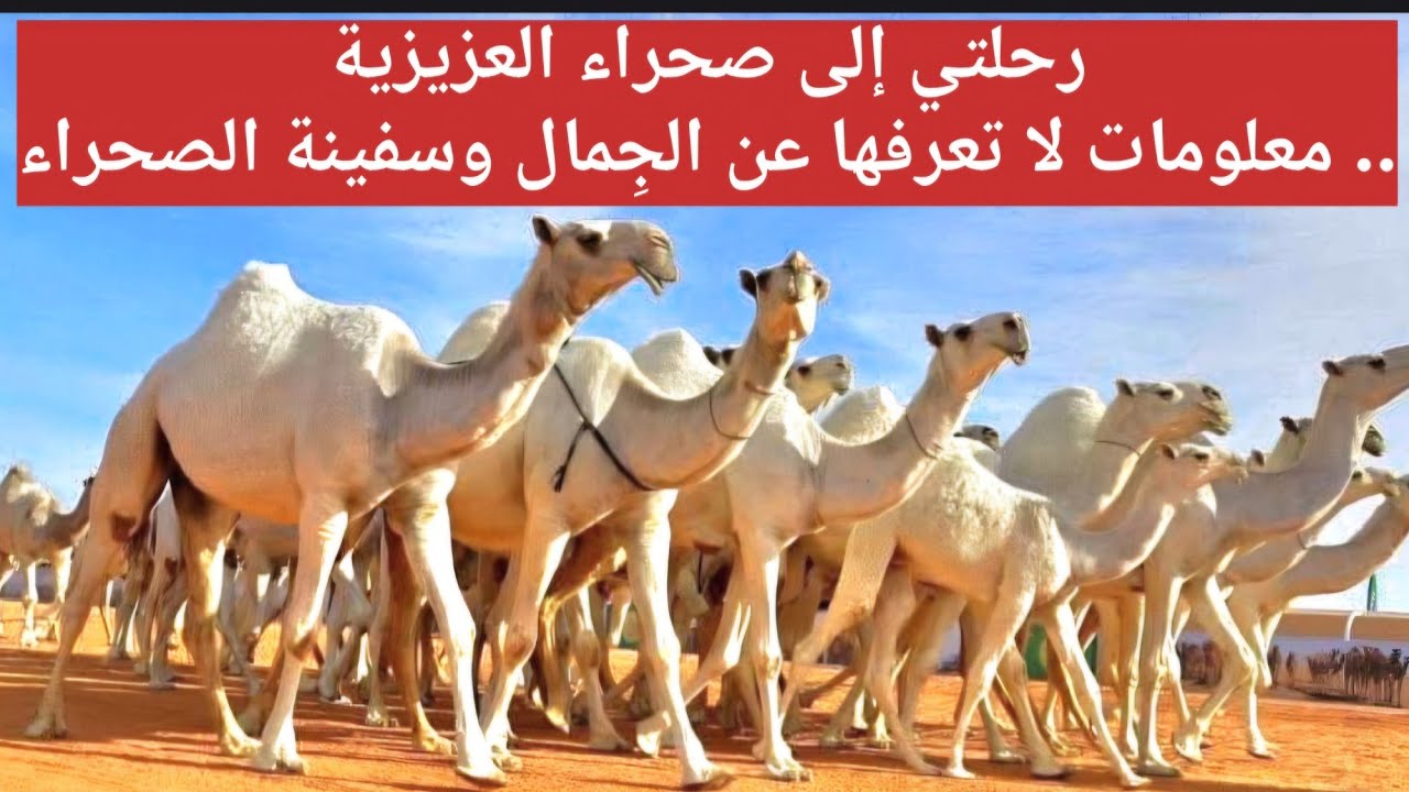رحلتي إلى صحراء العزيزية.. معلومات لا تعرفها عن الجِمال وسفينة الصحراء