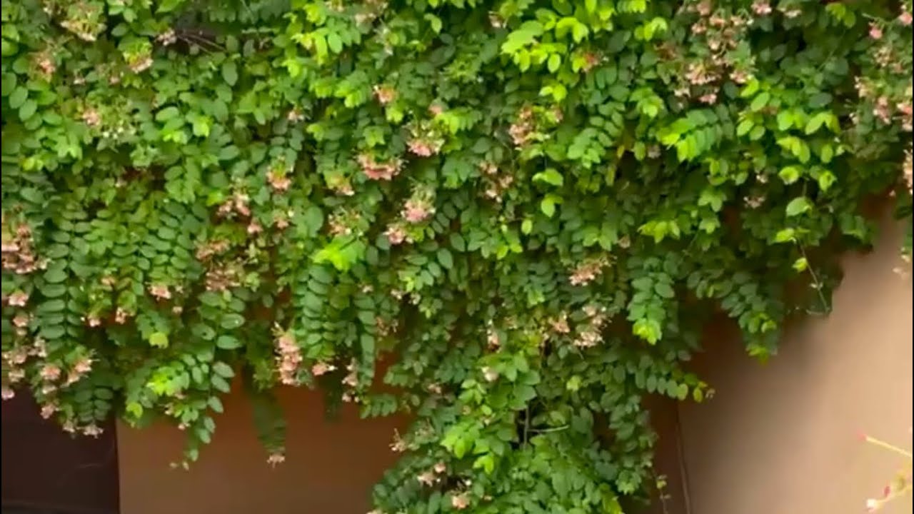 Our Garden after Rain | Beauty of garden after a rainy morning | Nature’s Beauty | #garden #nature