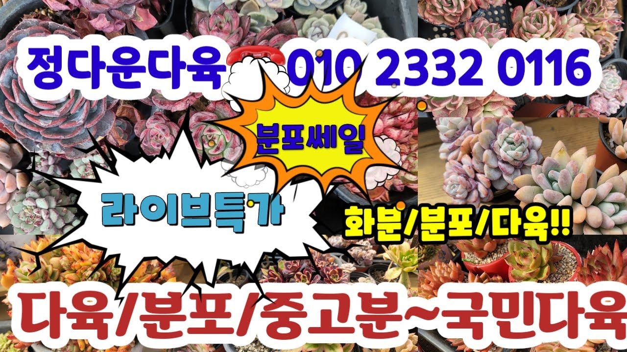 [라방특가판매]정다운다육☎️010 2332 0116/분포/국민다육/중고분#초보다육#다육쇼핑