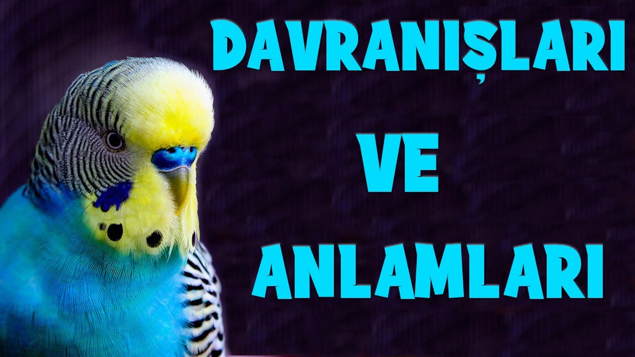 Muhabbet Kuşu Davranışları Hareketlerinin Anlamı