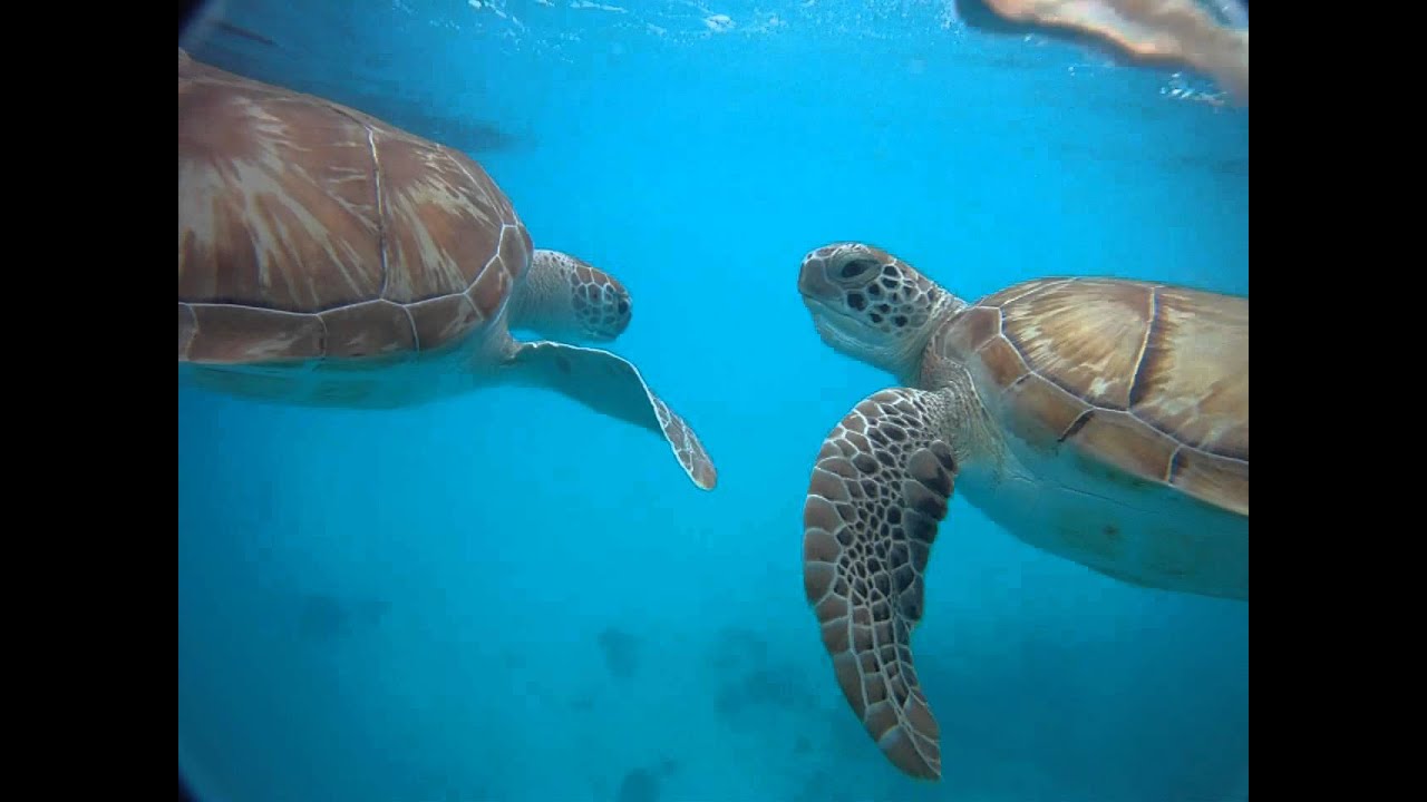 Sea Turtles of Barbados [GoPro HD]