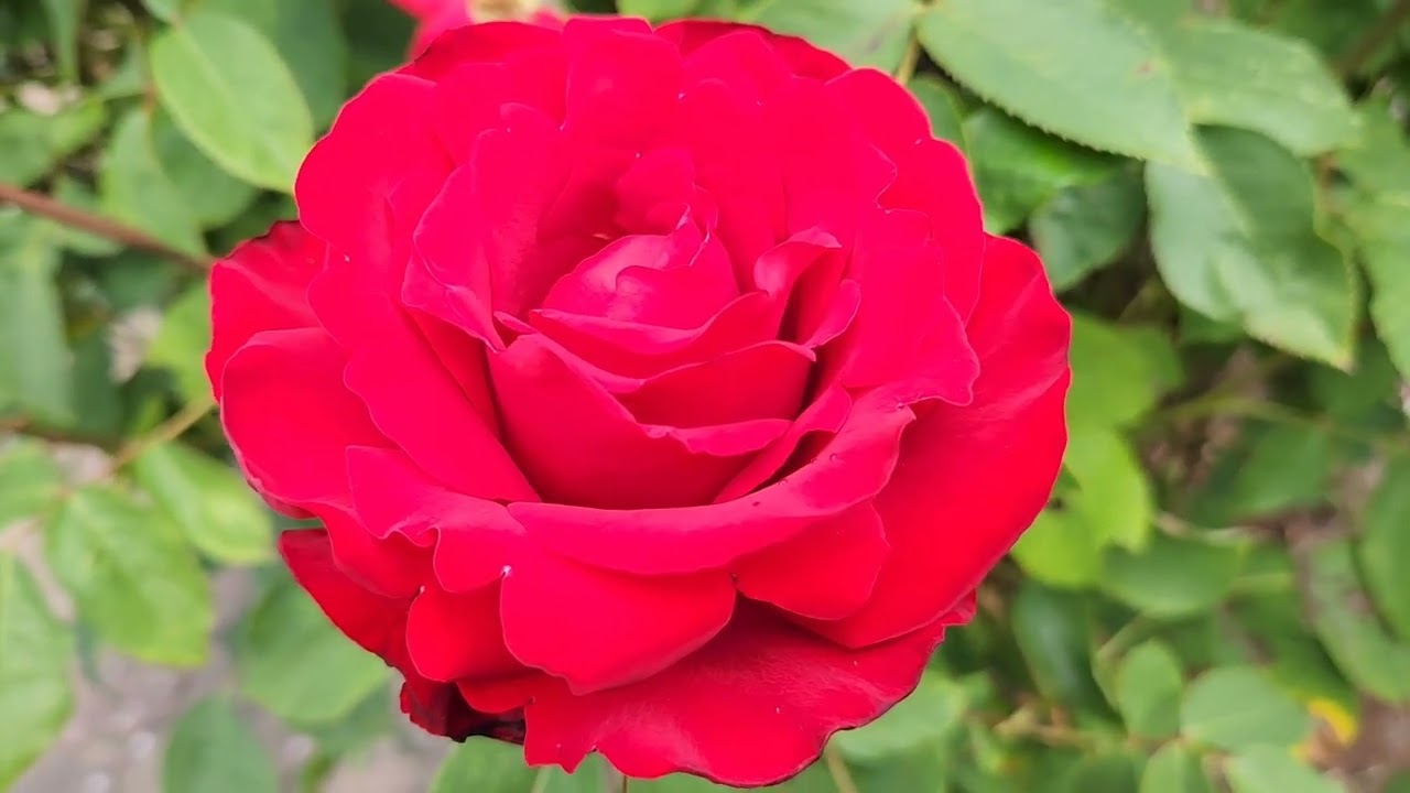 🌹 Whispers of a Rose