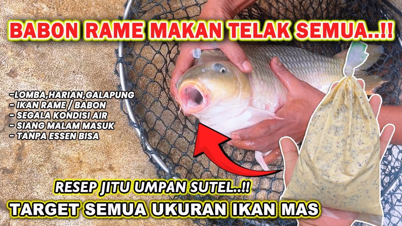 RACIKAN UMPAN SUTEL TARGET INDUKAN RAME !! RESEP UMPAN IKAN MAS LOMBA & GALAPUNG ❗❗