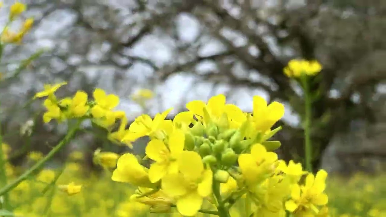 到南投賞梅趣｜信義鄉烏松崙·石龜梅園