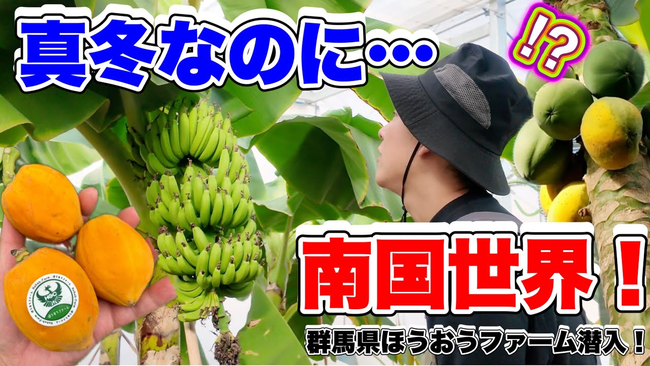 【潜入】真冬の群馬で南国フルーツが商業栽培されていた…バナナとパパイヤの現場