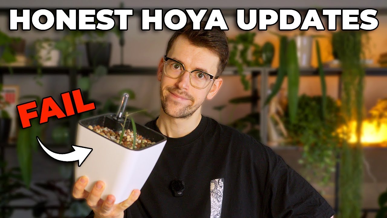 Hoyas I Bought in the Past Year: The Good, The Meh, The FAILS
