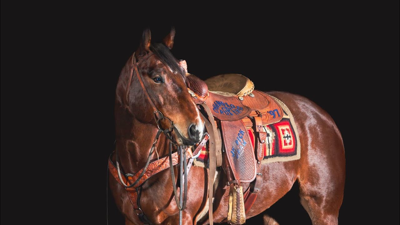 Ringo 2020 AQHA Gelding 