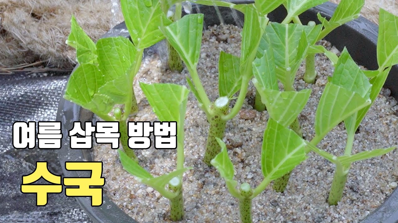 100% 여름삽목 성공하는 방법과 노지증식하고 주의점