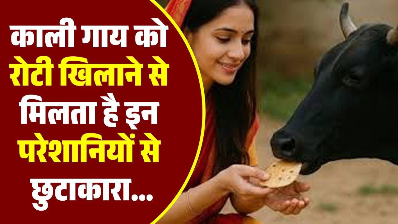 इस दिन खिलाइए गाय को रोटी | Cow Feeding Remedies | Astrology Tips | Grah Dosh Nivaran
