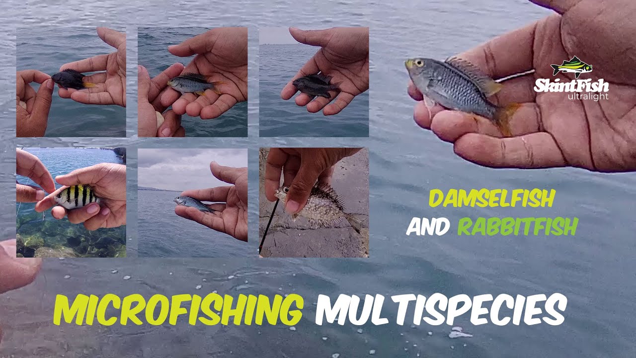 Marine Multi-species micro fishing using Tanago hooks.
