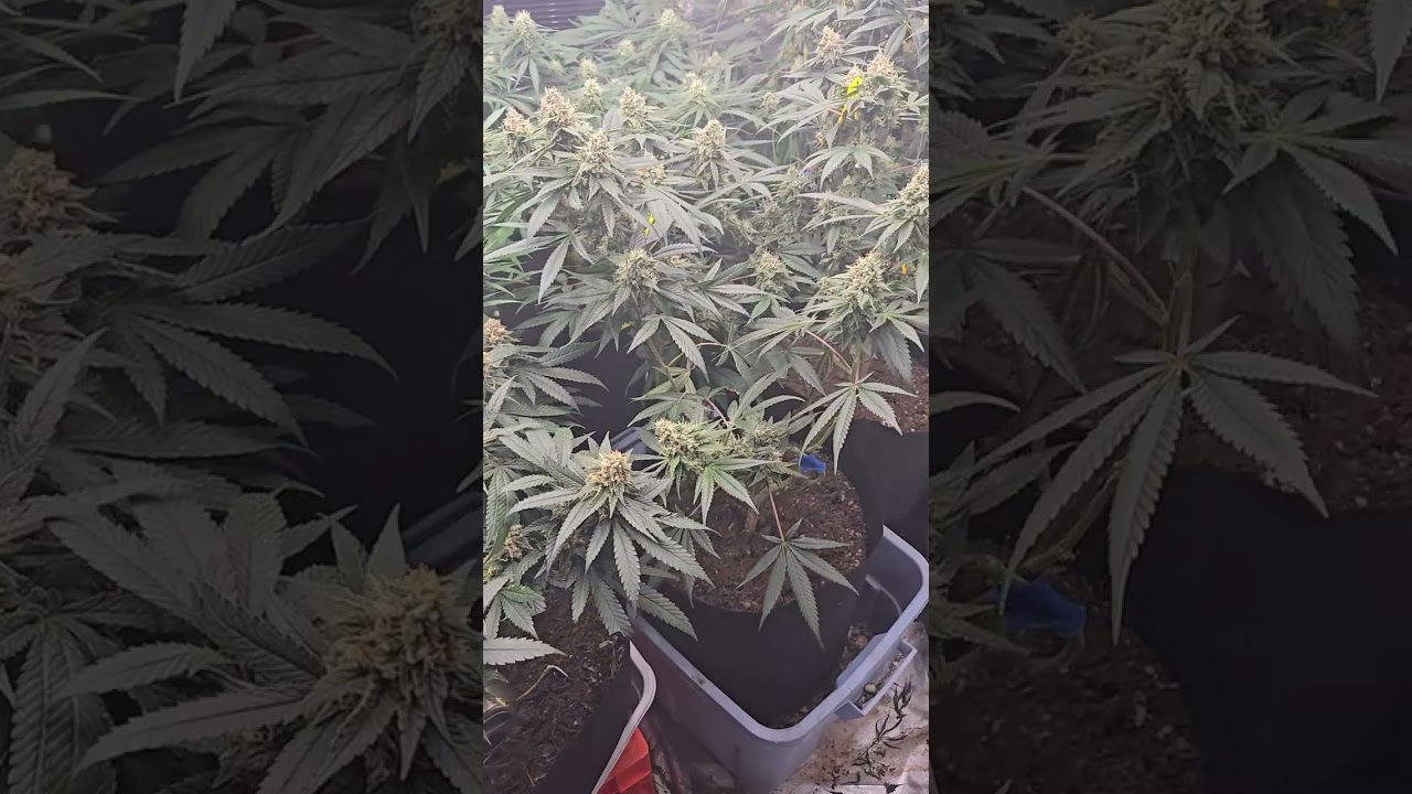 Growinginohio using Humbolt Co. Apple Blossom seeds dirty bird genetics and Expert Seeds White Gold