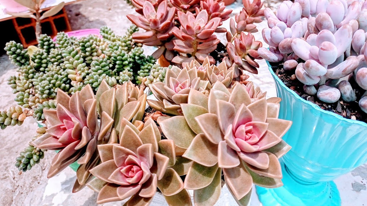 12 Suculentas seduns , lotando vasos e com dica de cultivo.