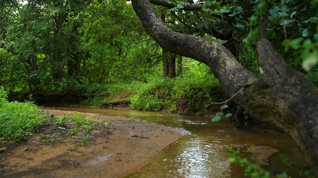 NATURE SOUNDS FOR PEACEFUL MIND | HEALING YOUR MIND THROUGH NATURE ' S CALM
