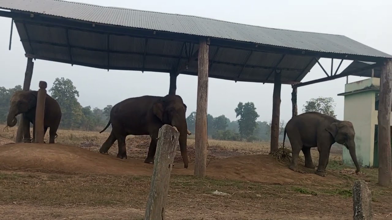 #Dhurbe#wildelephant #matingseason #dating #Chitwan national park🇳🇵