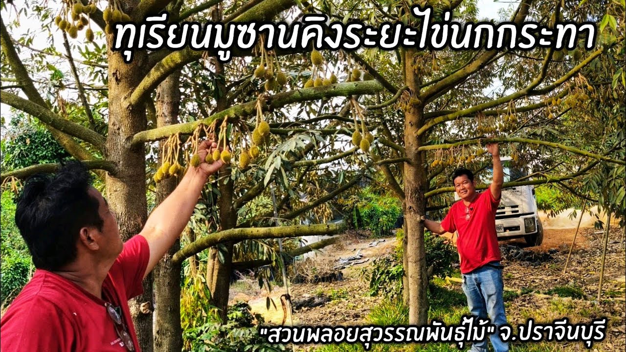 ทุเรียนมูซานคิงระยะไข่นกกระทา 