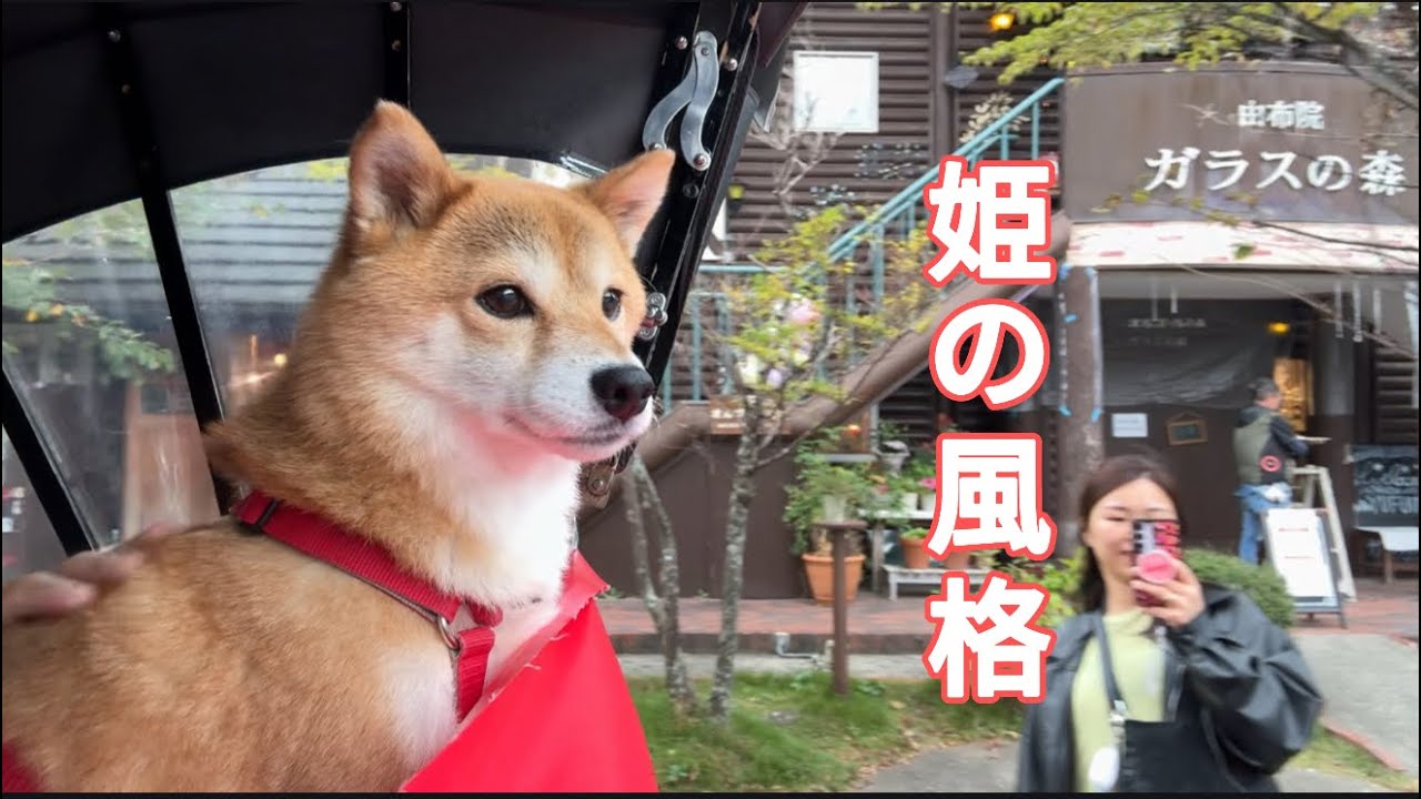 愛犬を早朝に叩き起こして弾丸ツアーに連れ出してみました
