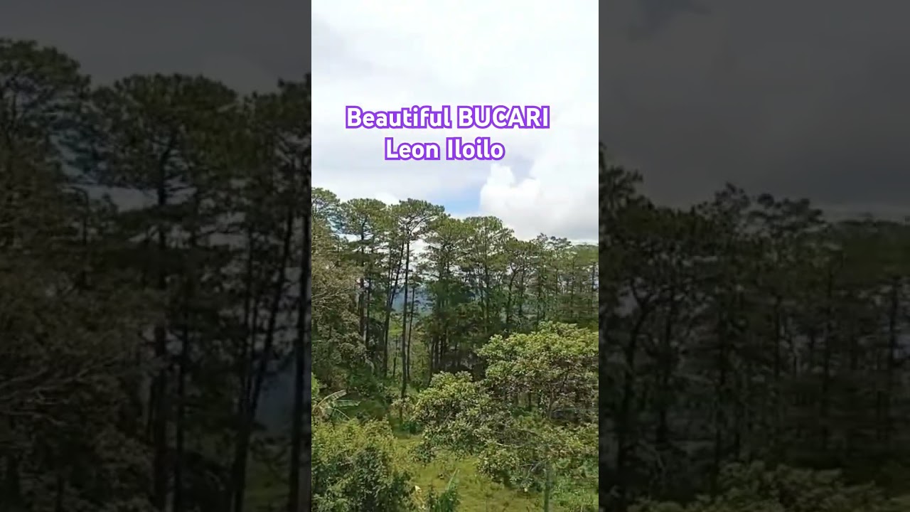 Beautiful view @Pine Forest BUCARI Leon Iloilo Philippines #bucari #pineforest #aerialview #shorts
