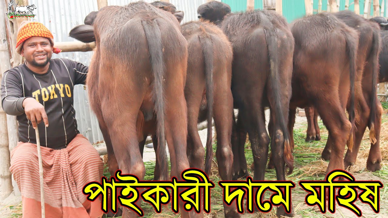 পাইকারী দামে মহিষের বাচ্চা কিনুন। ৬ মাস প্রজেক্টে লালন-পাওলন করলেই মোটা অংকের টাকা লাভ হবে এই মহিষে।
