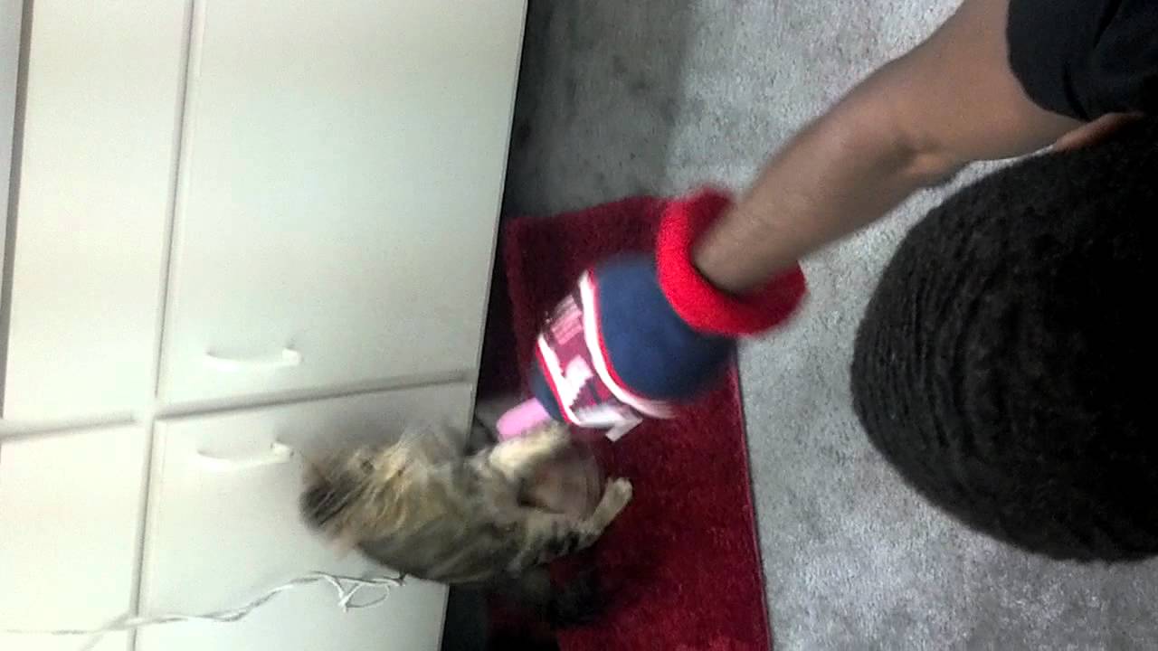Pussy(cat) hates vibrator!! Lol