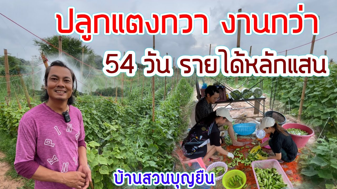 ปลูกแตงกวาทำรายได้เร็ว 2 เดือน ก็มีเงินแสนแล้ว | เกษตรสร้างรายได้ | เกษตรผสมผสาน |บ่าวยุทธพาจ้วด