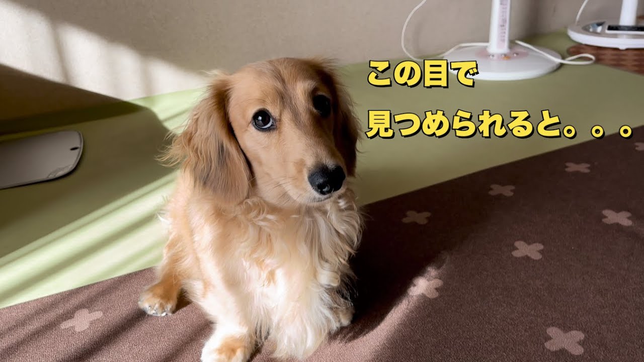 家具齧りが止まらない犬と大きいだっくすの洋服がない（ミニチュアダックス）（ダックスフンド）