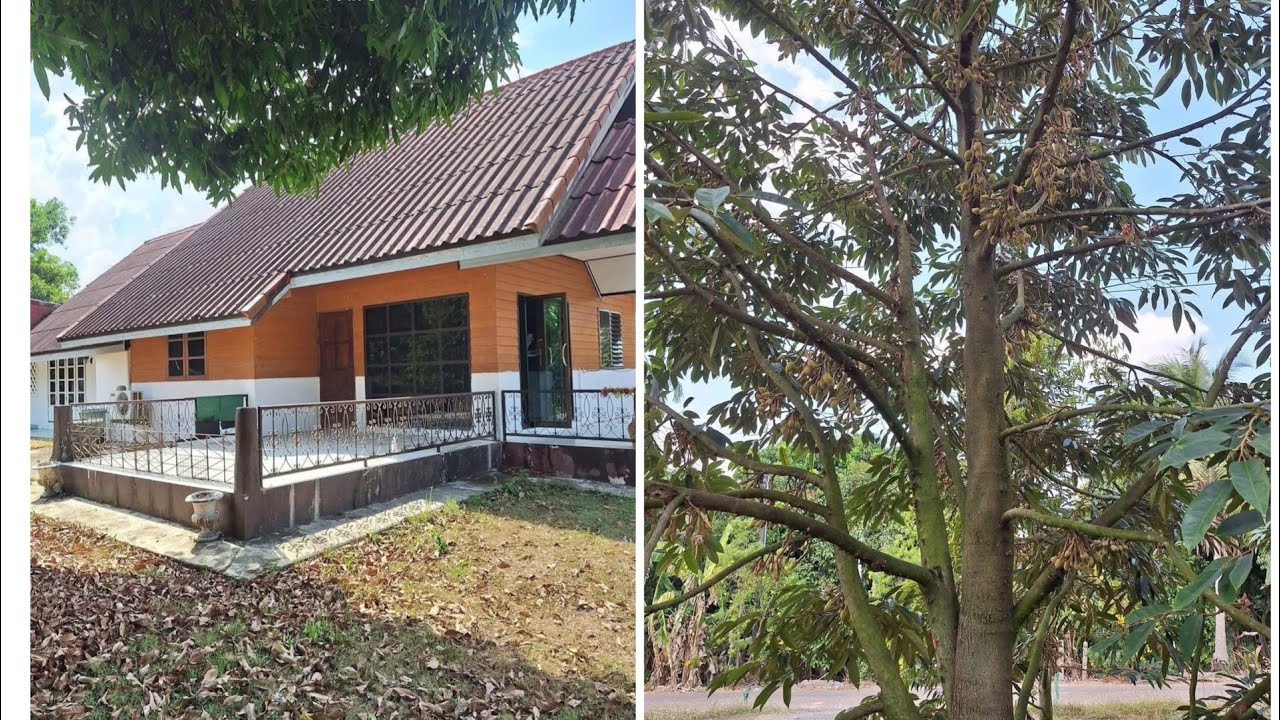 ซื้อบ้านแถมสวนทุเรียนซื้อสวนทุเรียนแถมบ้าน3ไร่70ตรว 4.6ล้าน บ้านสวยพร้อมอยู่ ทุเรียนให้ผลแล้วจ้า
