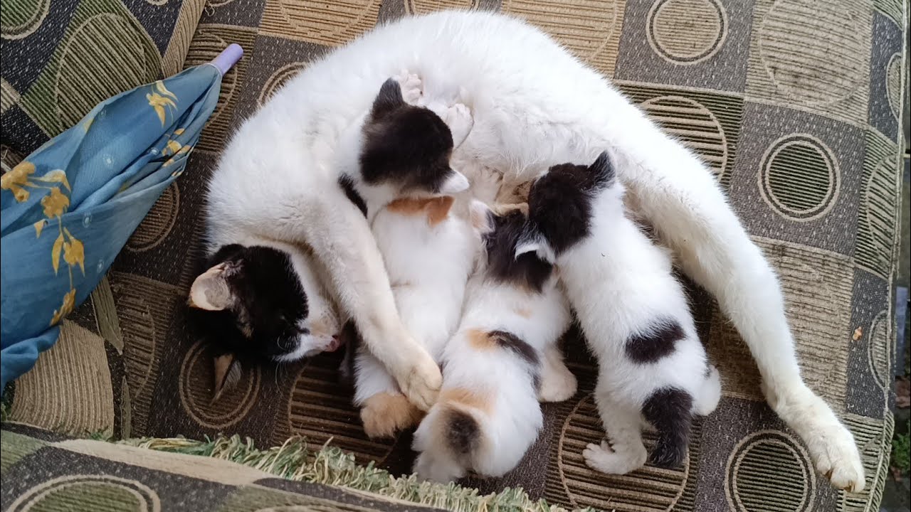 Four kittens fight over their mother's milk