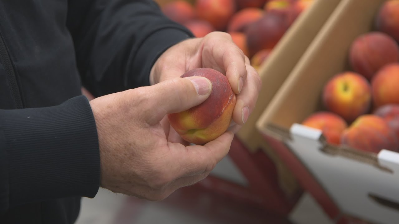 Choisir des pêches à la bonne maturité - L'épicerie
