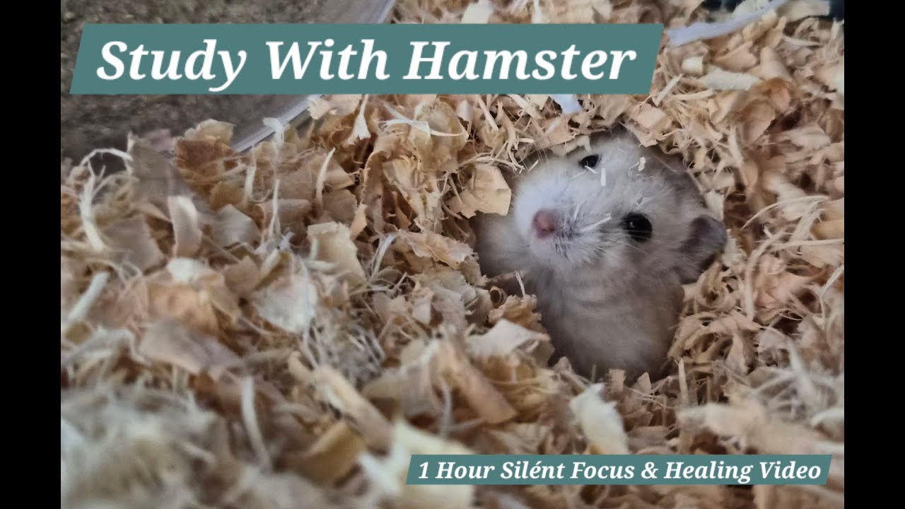 Study With Hamster (No Sound) 햄스터랑 공부하기(무음 영상) ☁️ 1 Hour Peaceful Silence