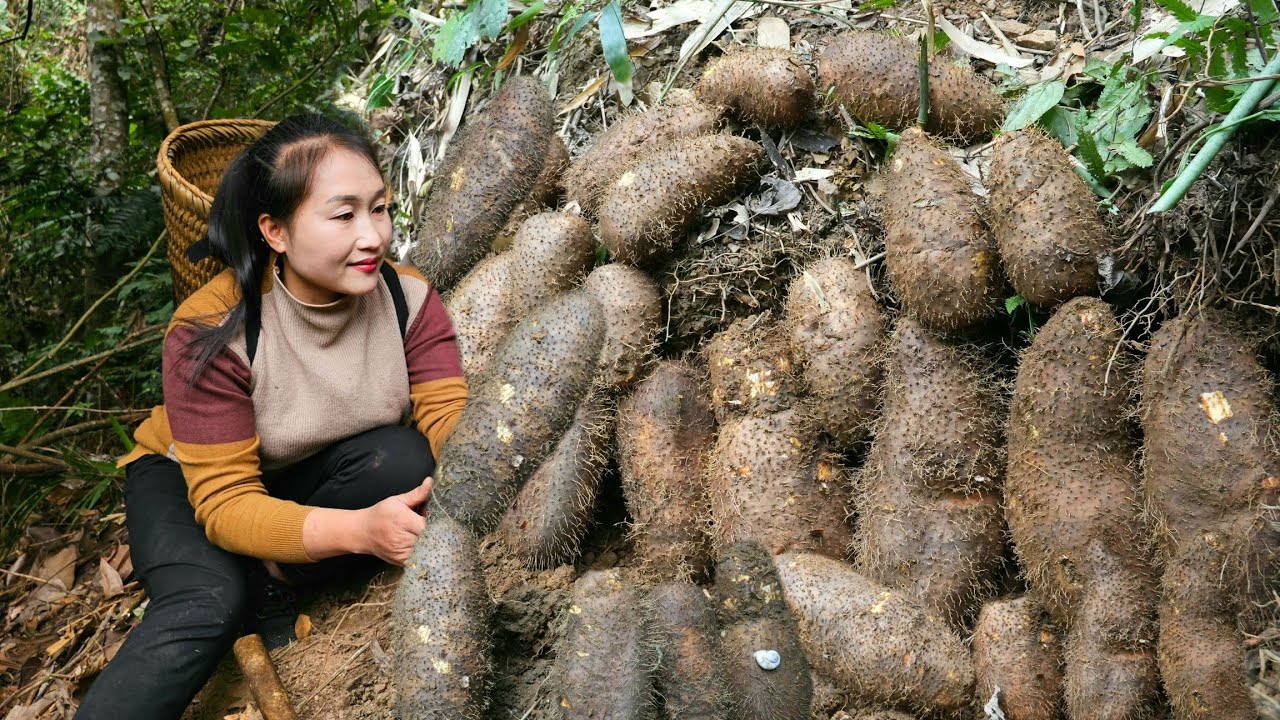 Harvesting many thorny roots from the mountains to sell, grow pumpkins | Ly Thi Tam