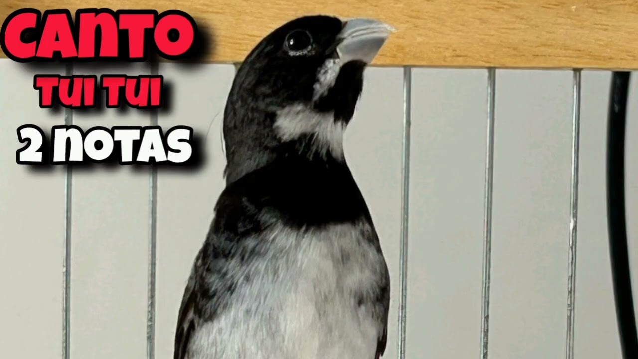 O MELHOR CANTO DE TUI TUI  ZEL ZEL POR 5 HORAS ( coleiro Malibu) 