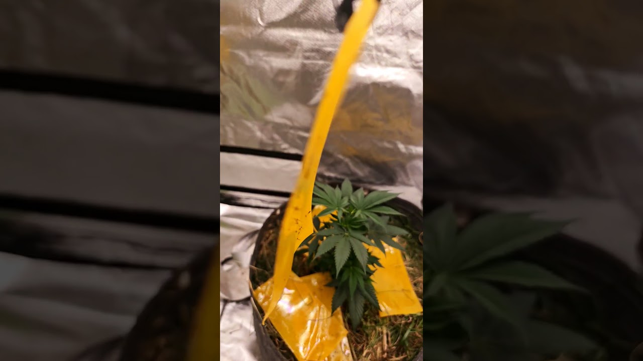 I love the Hookah Grow Setup  #thehookahgrow #lingsoil @thehookah5470  @CoupleofPlants