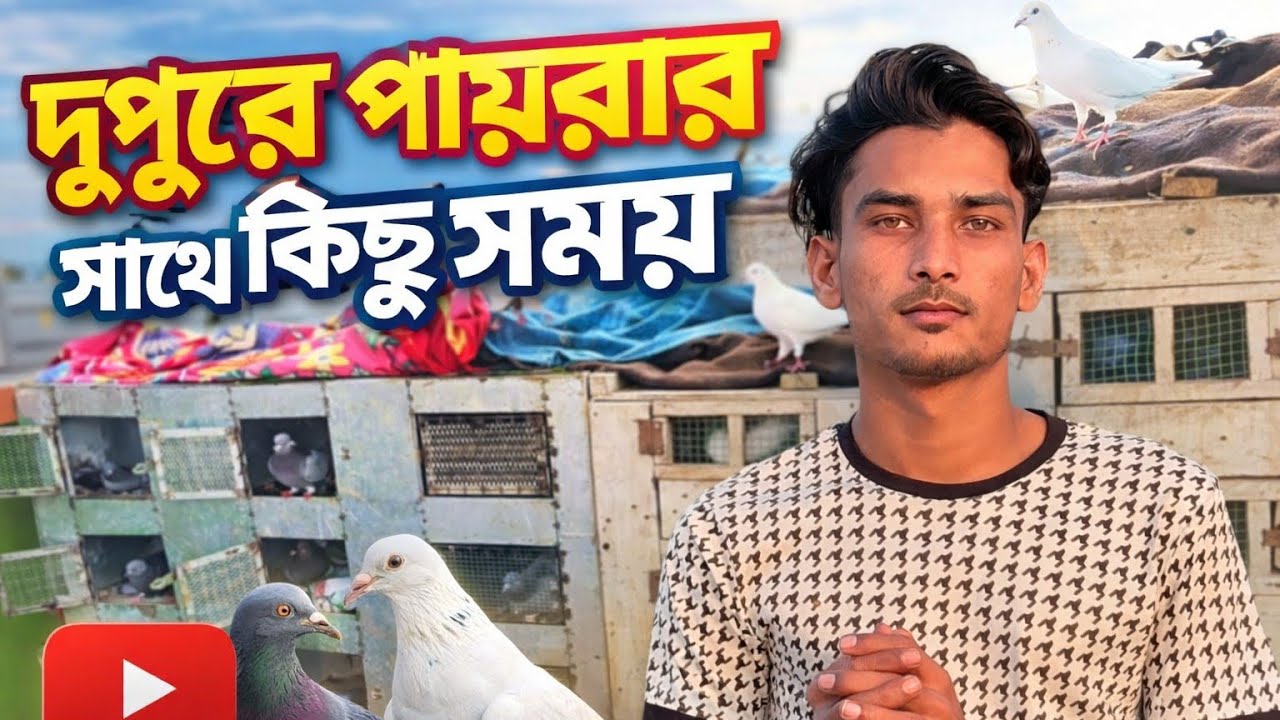 দুপুরে পায়রাদের সাথে কিছু সময় ❤️Pigeon Daily Life। Emotional Bond 🕊️@mychoicepigeon @MontuVlogs123