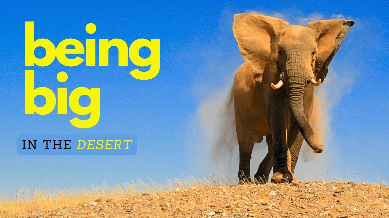 How Big Animals Survive In This Desert