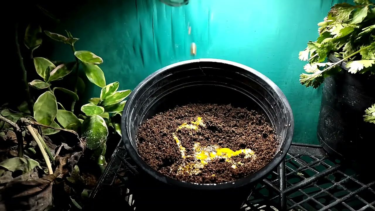 How to Preserve Cilantro longer