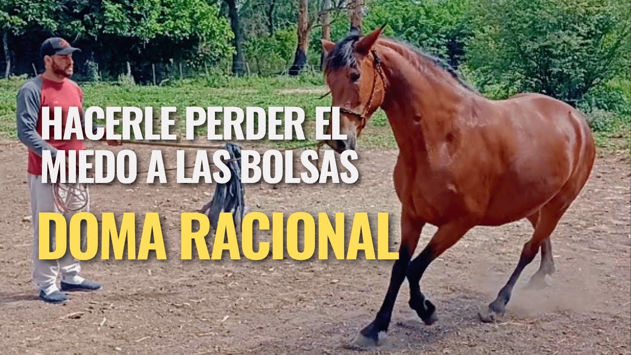 Cómo lograr que tu caballo pierda el miedo a la bolsa 🐴 | Doma racional paso a paso