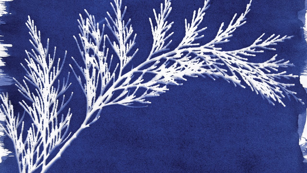 Печать на солнце с помощью набора Cyanotype от Jacquard Products