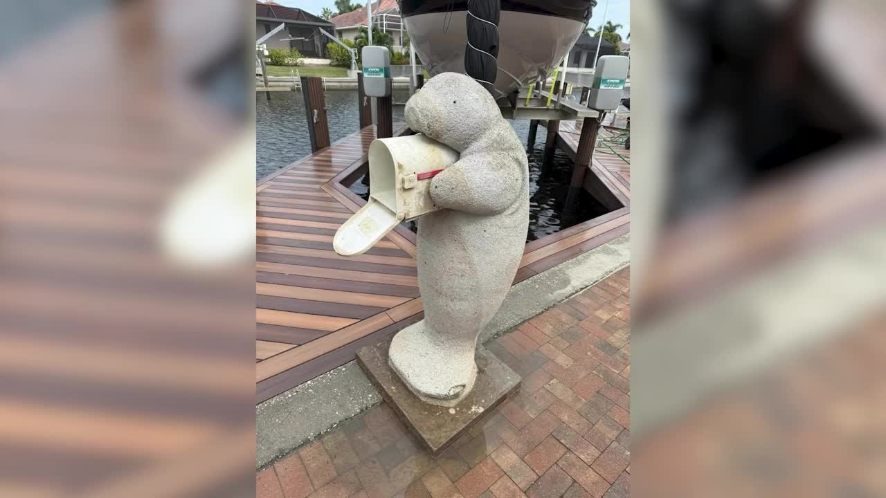 Milton the Mailbox Manatee goes viral after costume contest; trip around Marco Island post-hurricane