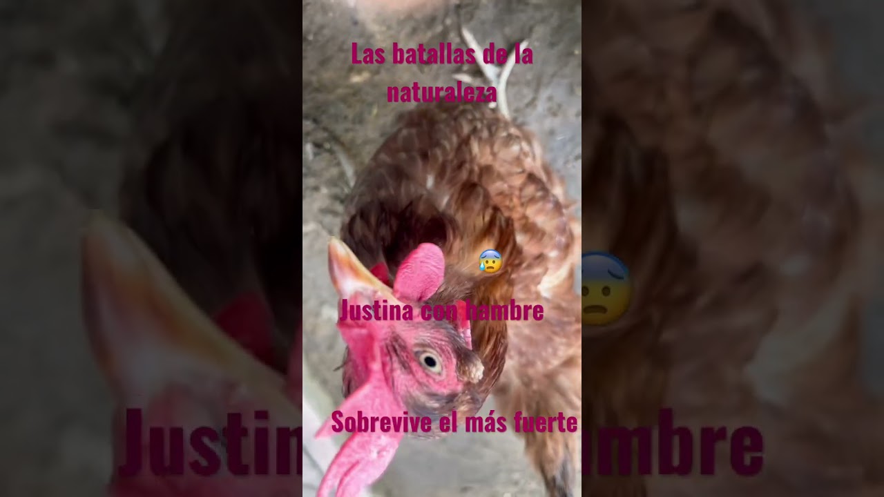 No sobrevivió, Justina devorando 😰batallas , sobrevive el más fuerte 