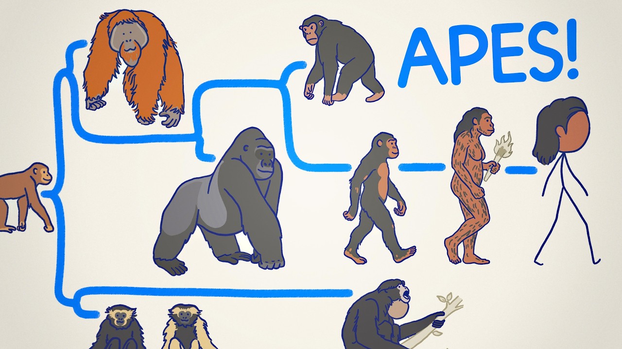 ALL THE APES, EXPLAINED 🦍🦧🚶&zwj;♂️&zwj;➡️