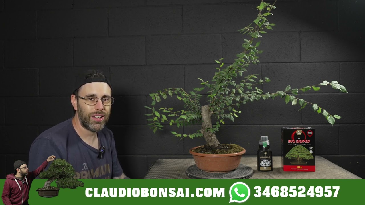 COME IMPOSTARE I RAMI DI PROFONDITÀ DEL BONSAI