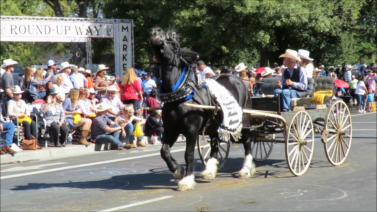 2016 Pendleton Oregon Round Up Part 4 Horse & Mule Drawn Wagons