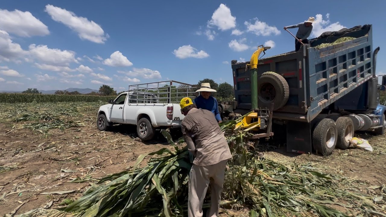 Ya casi se llena el camión de zacate molido de maíz 🌽 