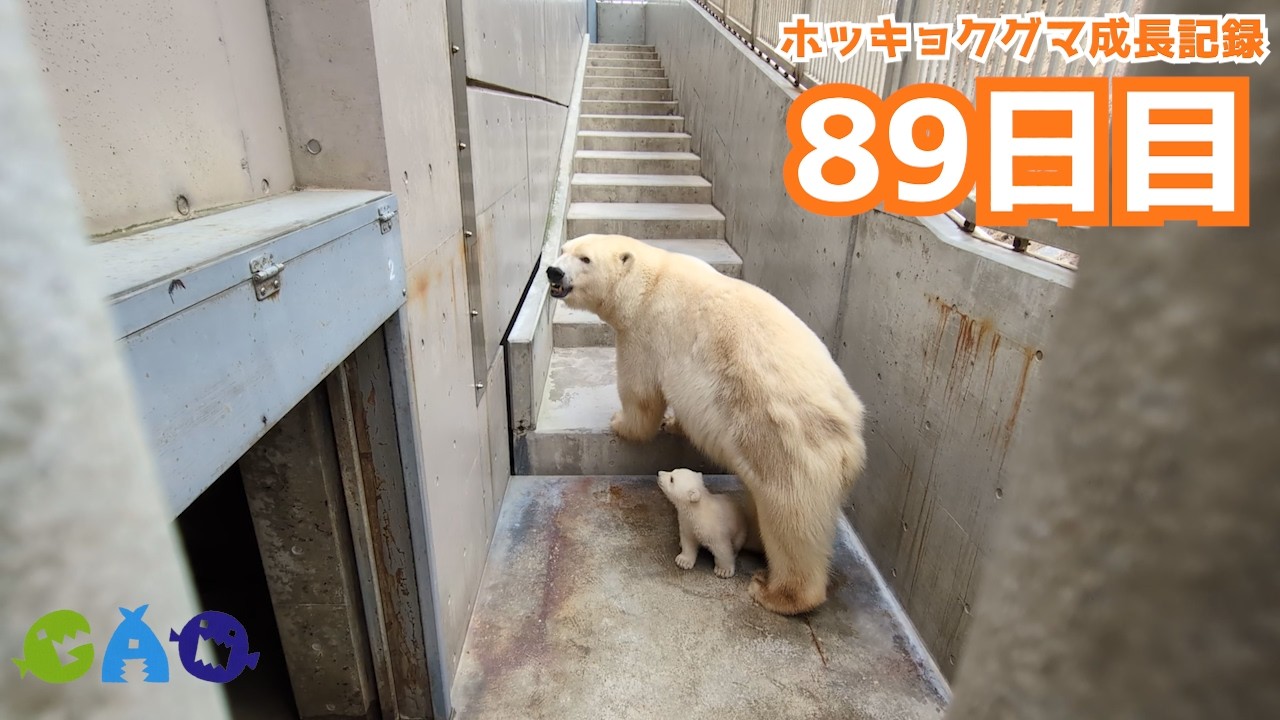 【89日目】ホッキョクグマ成長記録34　お部屋の引っ越し練習