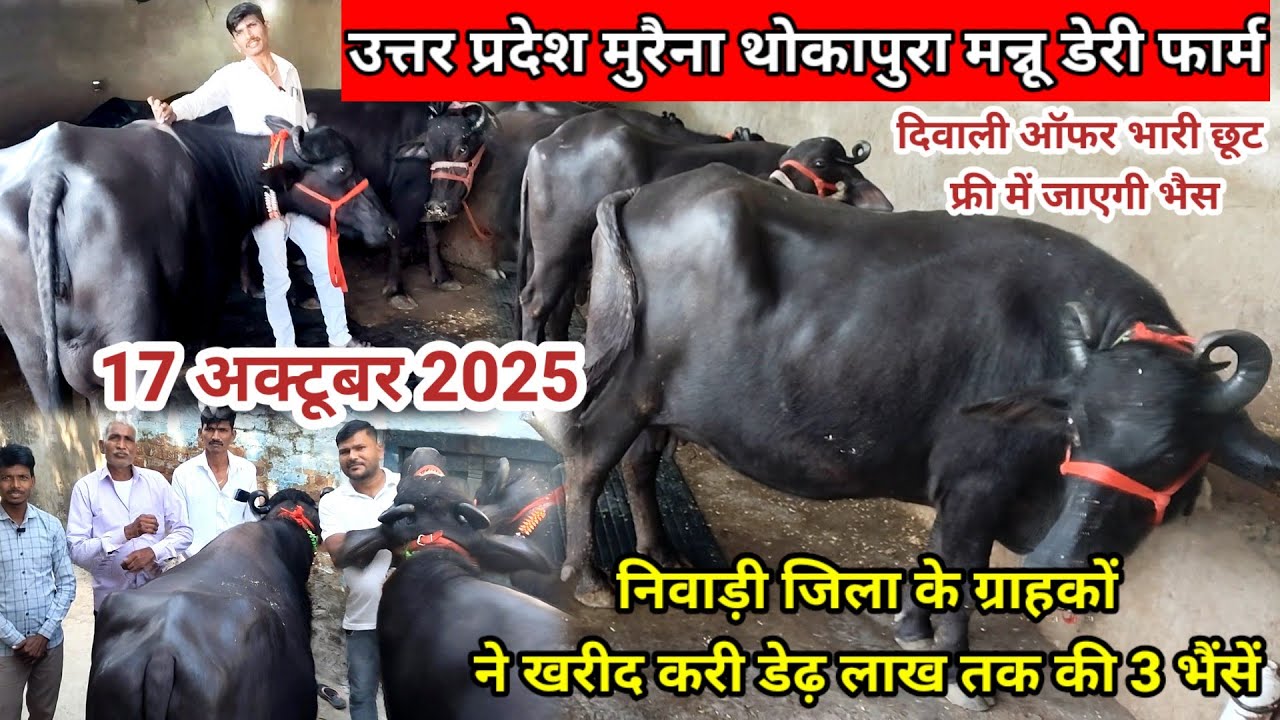 Morena Ambah thokapura | दिवाली ऑफर | mannu Tomar Dairy form#sanjaydairyyatra Pashu Mela 